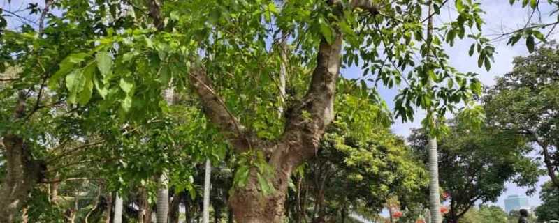 树木的年轮能准确代表它的年龄吗 树木年轮是否就是它们的年龄