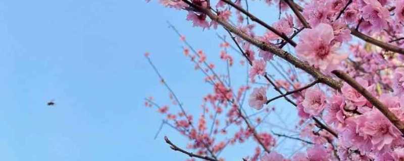 寓意好的抖音名 有内涵且寓意佳的抖音名字