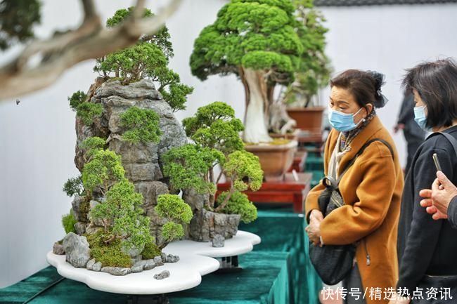 “南花”“北木”相会泰山 “花木经济”成“绿色银行” “南花”“北木”相会泰山 “花木经济”成“绿色银行”