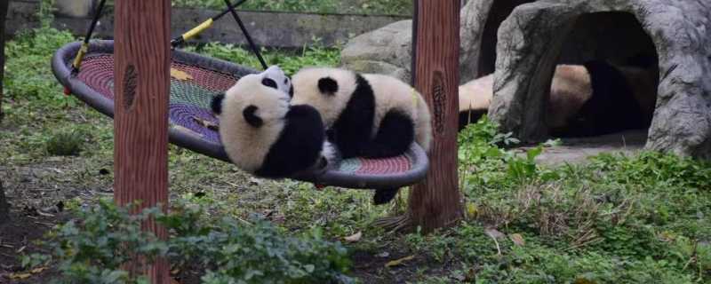 丫丫专机已降落上海 丫丫带着乐乐回家了