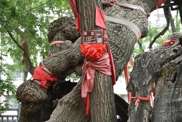 寿光市自然资源和规划局:维护古树名木 同享绿水青山 寿光市自然资源和规划局:维护古树名木 同享绿水青山