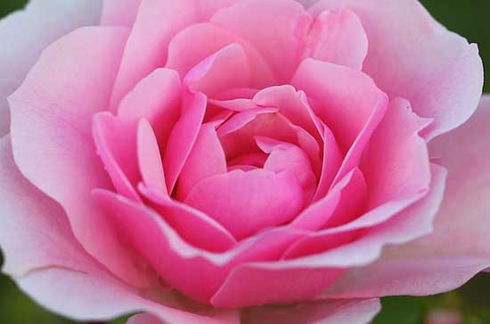 520是什么节日 520的由来