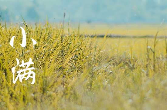 小满节气发的说说 小满节气发微信朋友圈文案