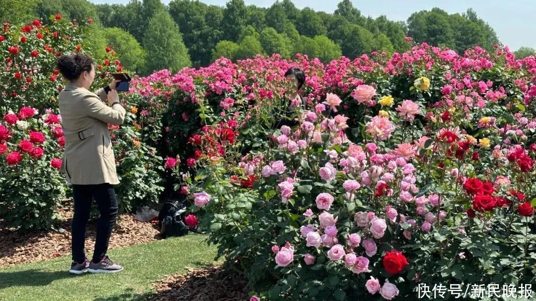 上海具有首座“世界优异月季园”！“辰山欢颜”等你来打卡