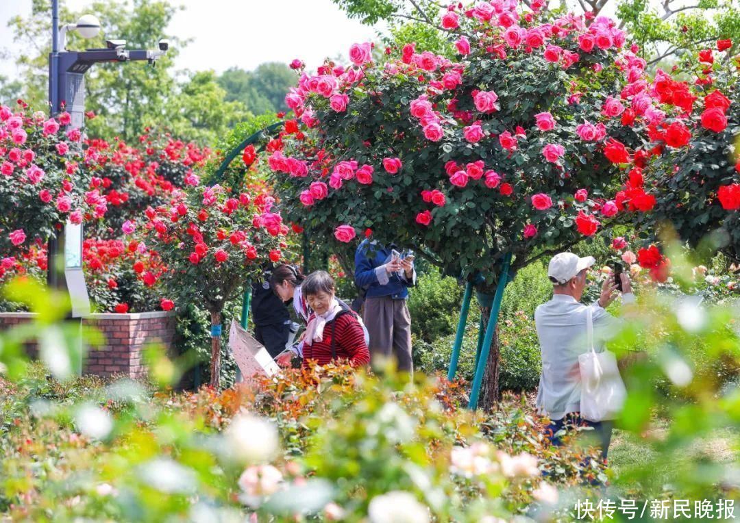 上海具有首座“世界优异月季园”！“辰山欢颜”等你来打卡