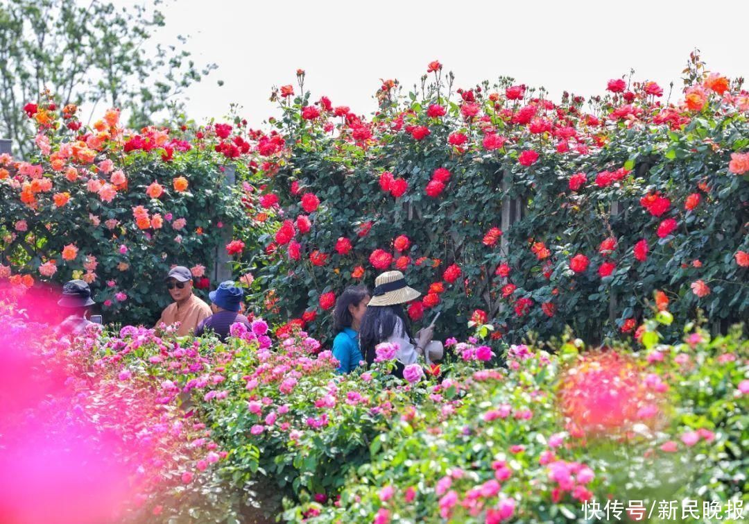 上海具有首座“世界优异月季园”！“辰山欢颜”等你来打卡
