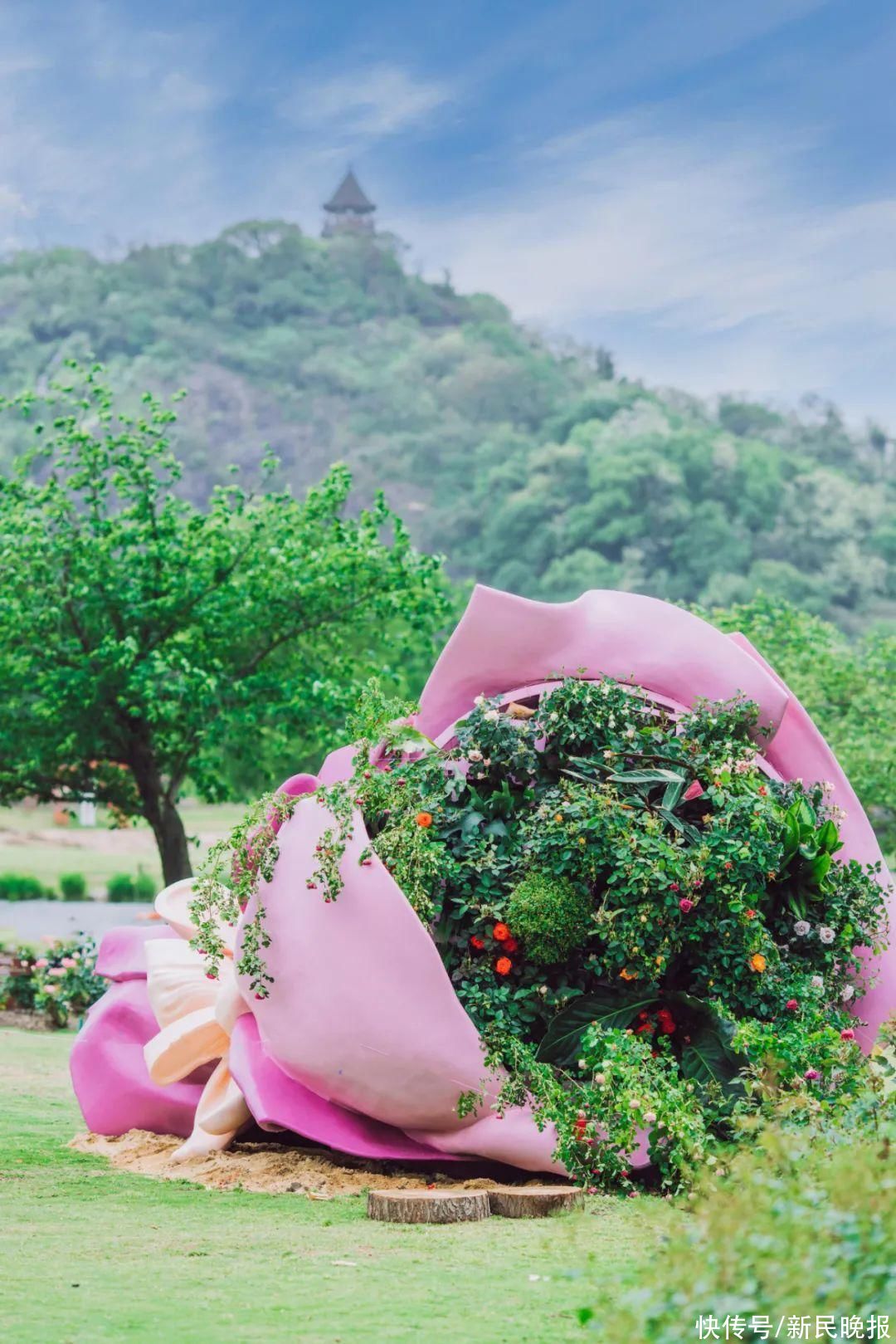 上海具有首座“世界优异月季园”！“辰山欢颜”等你来打卡