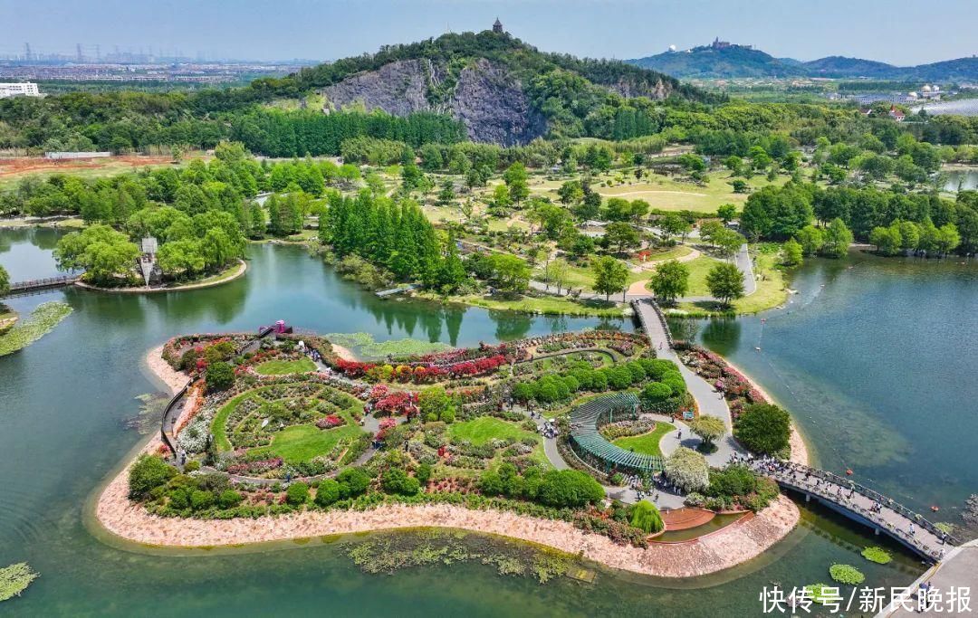 上海具有首座“世界优异月季园”！“辰山欢颜”等你来打卡