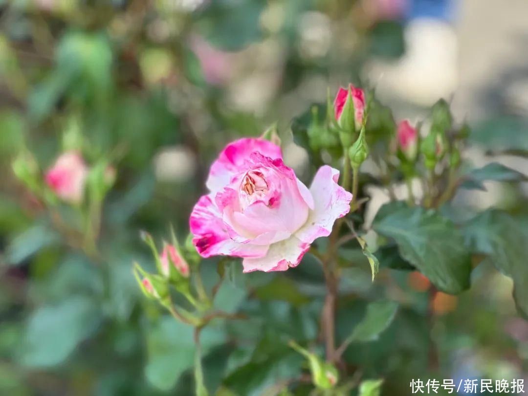 上海具有首座“世界优异月季园”！“辰山欢颜”等你来打卡