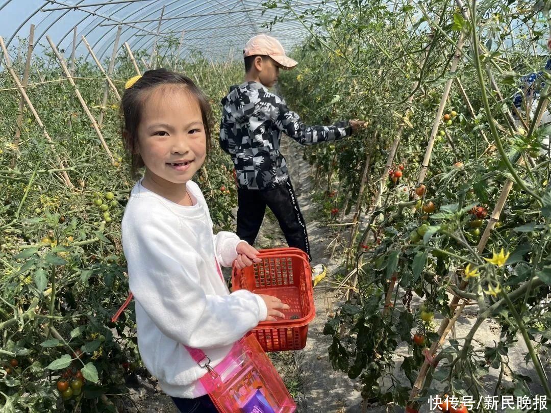 金山首届西红柿节：科技赋能富农经