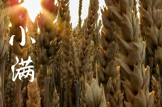 小满节气给客户发的信息 小满节气给顾客发的养生短信 小满节气给客户发的信息 小满节气给顾客发的养生短信