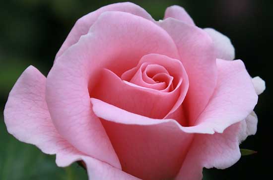 520男生送女生什么礼物 男生520送女友绝不踩雷的礼物清单! 520男生送女生什么礼物 男生520送女友绝不踩雷的礼物清单!