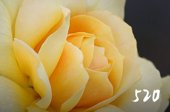 520发多少红包合适 520发多少红包给女朋友合适 520发多少红包合适 520发多少红包给女朋友合适