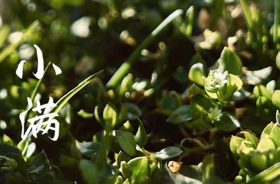 小满节气文案短句(120句)