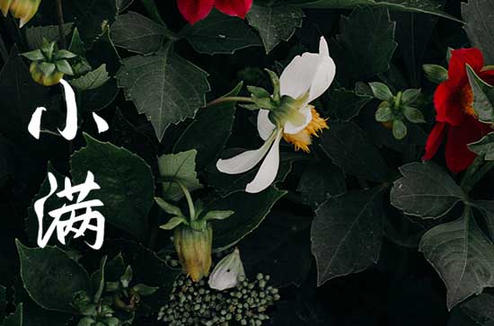 小满朋友圈文案(100句) 小满朋友圈文案(100句)