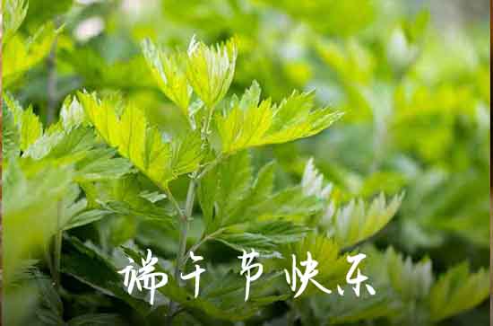 赞美端午节优美句子(120句) 赞美端午节优美句子(120句)
