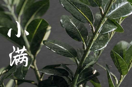 2023节气小满的经典文案100句