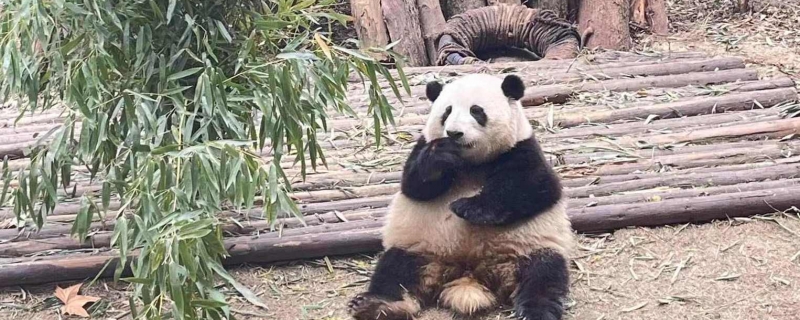 四川文旅公布假期看花花人数是怎么回事 排名全国十大热门景点第二位