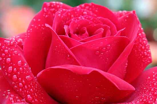 520没有收到礼物的心情说说 520没有收到礼物的搞笑说说 520没有收到礼物的心情说说 520没有收到礼物的搞笑说说