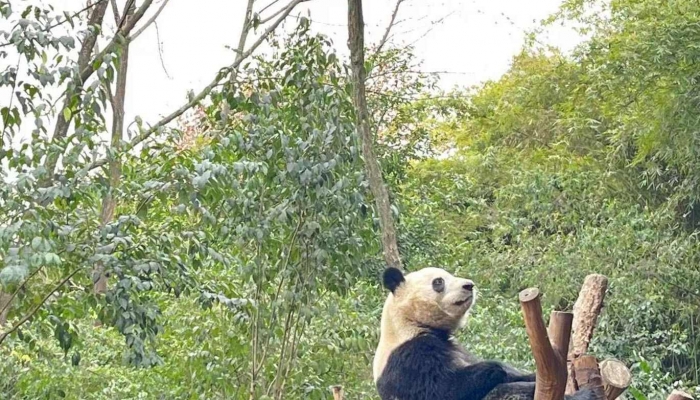 四川文旅公布假期看花花人数是怎么回事 排名全国十大热门景点第二位
