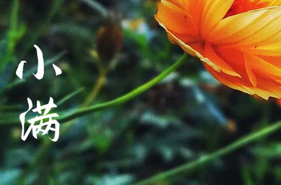 2023年小满是几月几号几时几分 2023年小满是几月几号几时几分