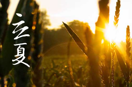 “多插立夏秧，谷子收满仓”指的是哪种作物