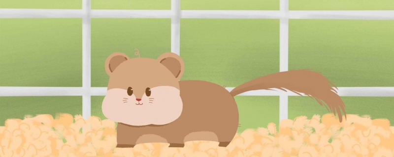 宠物荷兰猪其实是哪种动物 宠物荷兰猪是鼠科吗