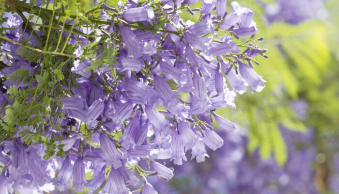 成都梦幻蓝花楹开满街头 成都赏蓝花楹最佳去处是哪里