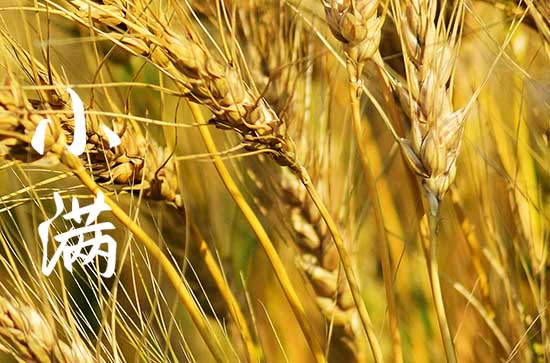 今年小满是几月几日几点2023 今年小满是几月几日几点2023