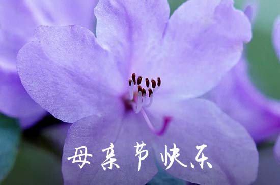 2023年精选母亲节祝福(问候语33条)