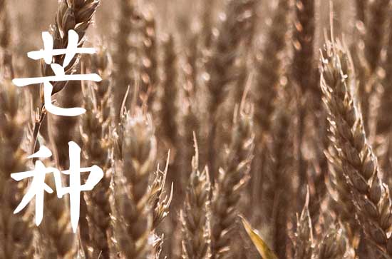 2023年芒种能回娘家吗 适合带什么礼物