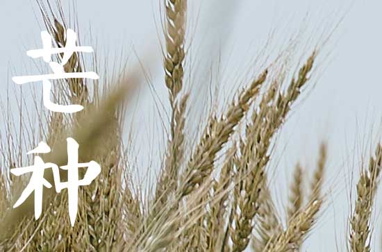 2023年芒种能不能理发 芒种理发精神足