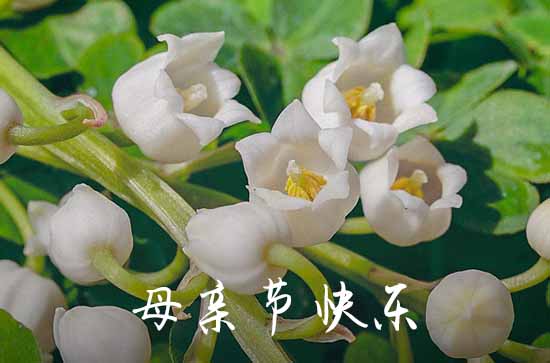 2023精选暖心母亲节祝福语34条