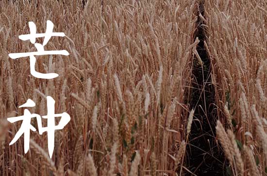 2023年芒种几月几号几分几秒 芒种适合种植什么蔬菜