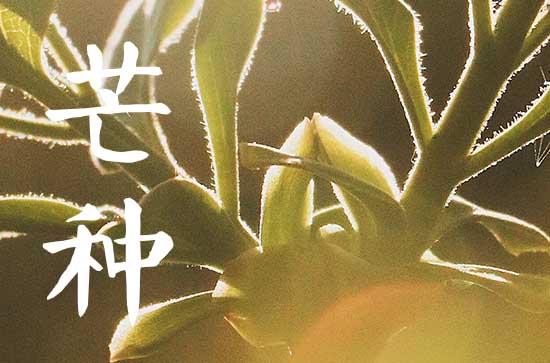 2023年芒种可以回娘家吗 芒种节气的禁忌 2023年芒种可以回娘家吗 芒种节气的禁忌