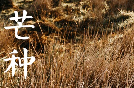 2023年芒种会下雨吗 芒种天气情况解析