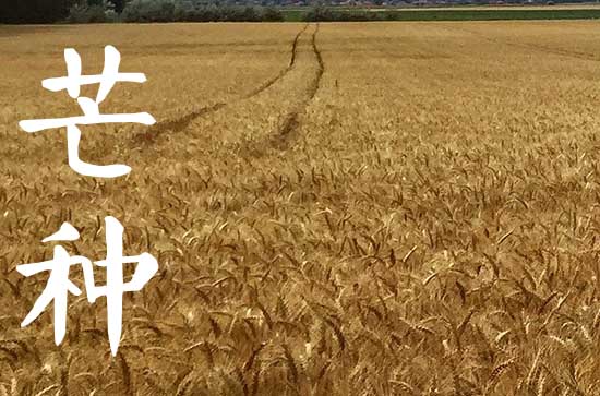 2023年芒种是什么季节 芒种节气的习俗 2023年芒种是什么季节 芒种节气的习俗