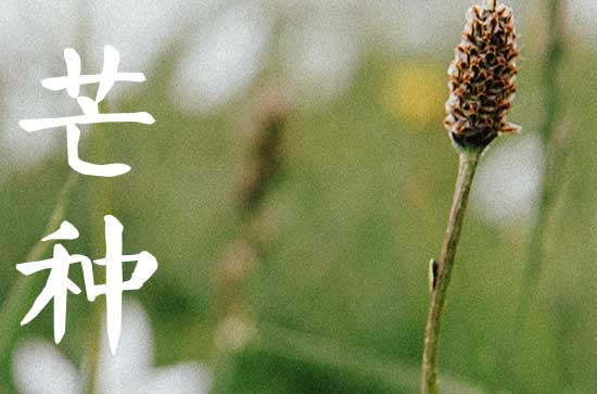 2023年芒种的芒是什么意思 芒种节气北方的风俗有什么