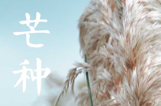 2023年芒种节气是哪一天 2023年芒种的时间 2023年芒种节气是哪一天 2023年芒种的时间