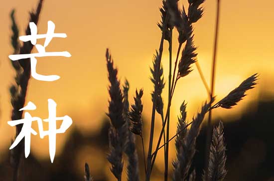 2023年芒种可以种什么菜 芒种的禁忌