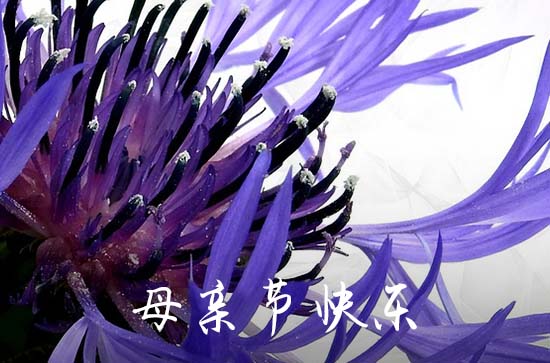 2023年精选母亲节祝福问候语62条 2023年精选母亲节祝福问候语62条