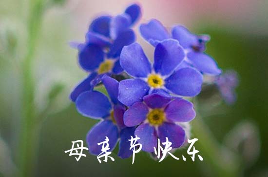 2023年精选温馨母亲节祝福语汇编35句 2023年精选温馨母亲节祝福语汇编35句