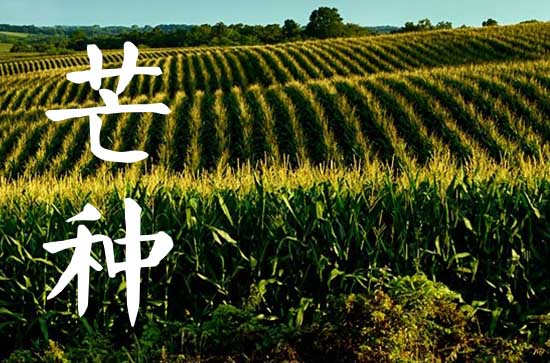 2023年芒种是什么季节的节气 芒种节气的民间谚语是什么