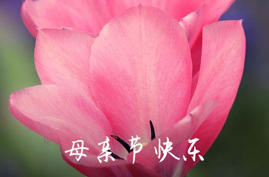 2023年祝母亲节快乐的祝福语集锦65条 2023年祝母亲节快乐的祝福语集锦65条