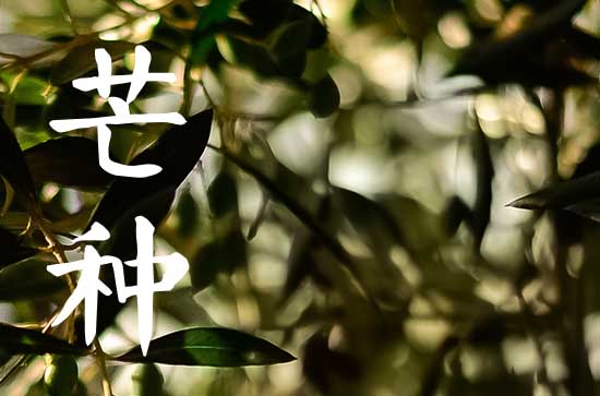 2023年芒种是什么意思 芒种有哪些习俗 2023年芒种是什么意思 芒种有哪些习俗