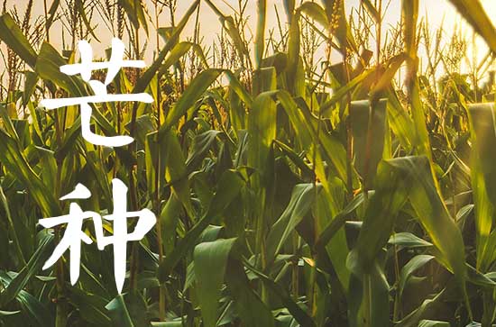 2023年芒种后9天是农历几月 为什么芒种重要