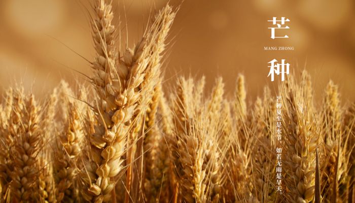 2023芒种节气在什么时候 2023芒种有几天