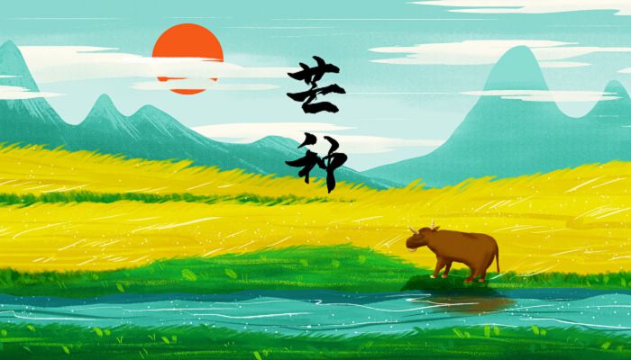 2023年芒种时间 2023年多少号芒种