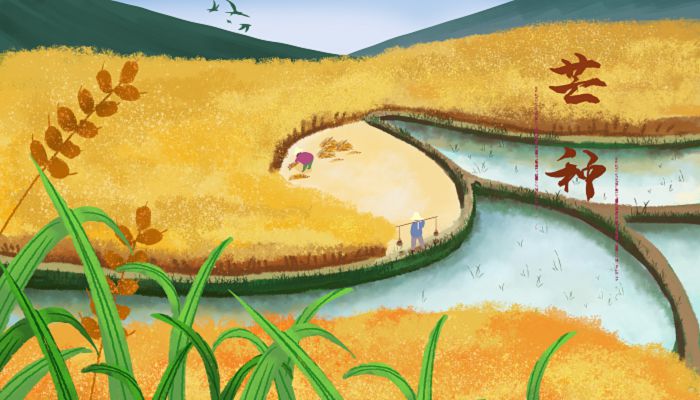 2023芒种是好日子吗 2023芒种是黄道吉日吗