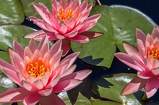 2023年初伏第一天是几月几号 初伏共多少天 2023年初伏第一天是几月几号 初伏共多少天